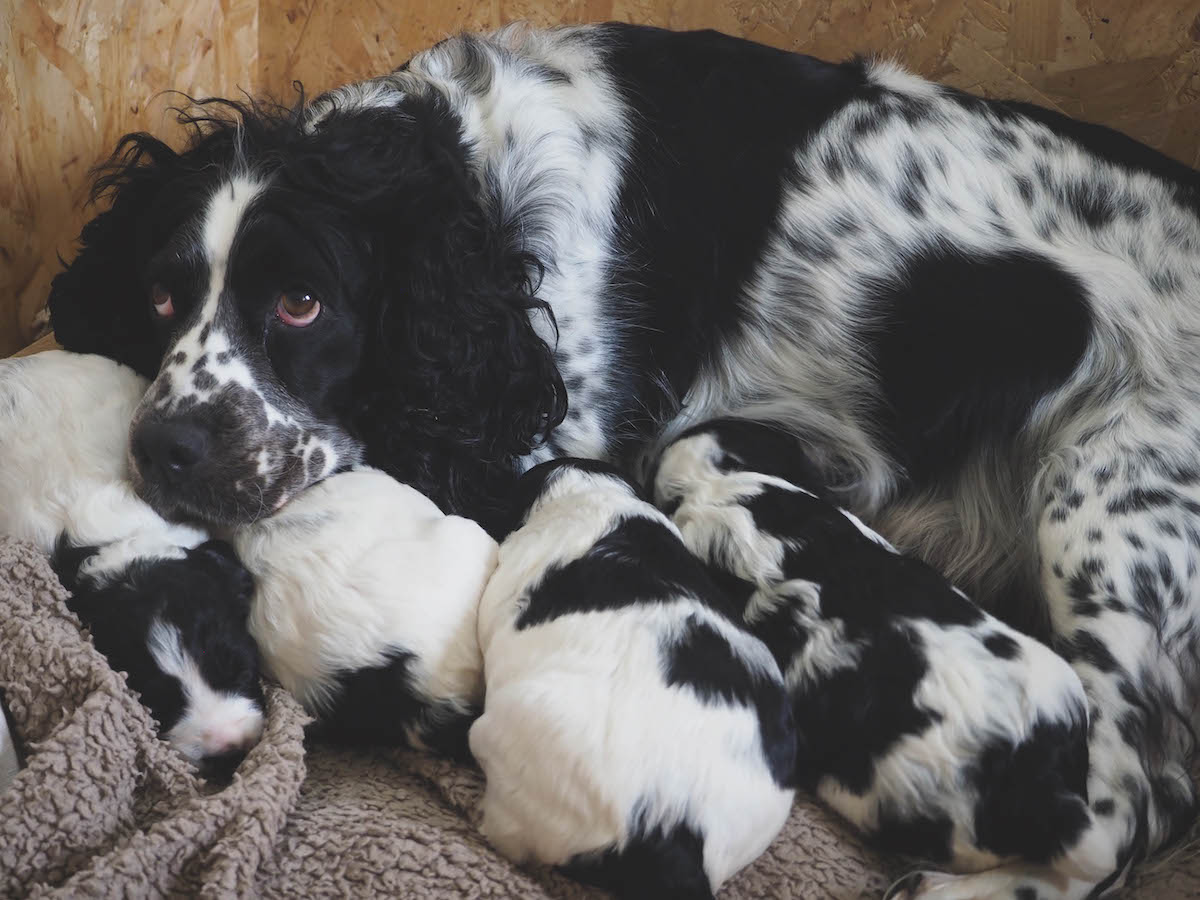 Puppy prices have gone down - it's no longer a seller's market - Vimarsana News