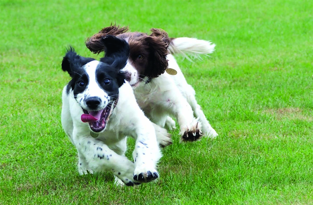 Pick of the litter: how to choose the best puppy for you - Vimarsana News
