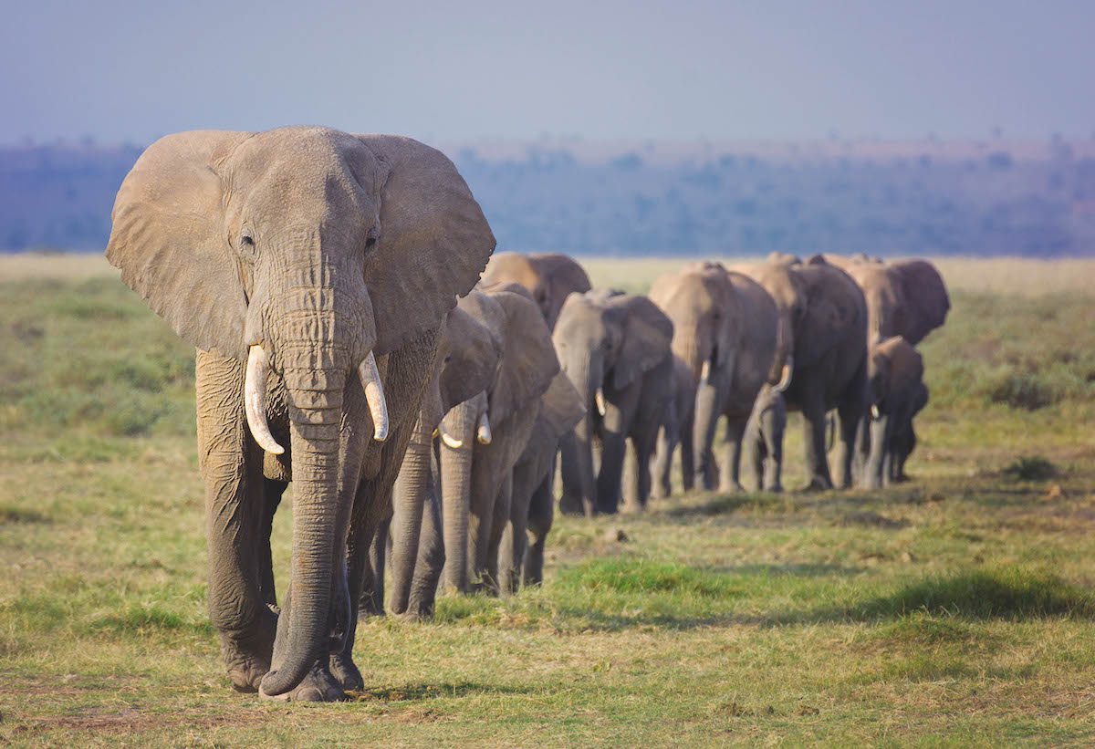 Trophy ban moves onto the next stage in parliament - Vimarsana News