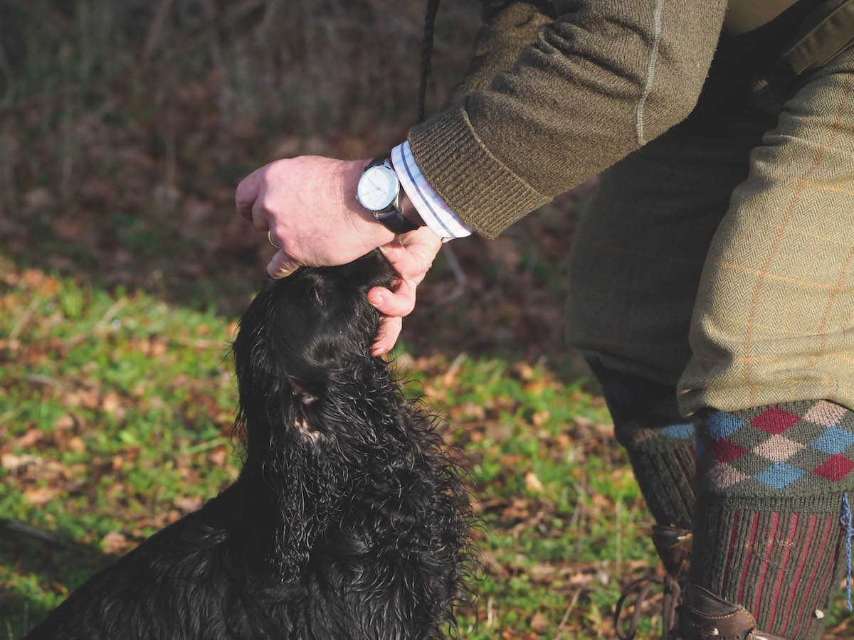 Dry eye in dogs - how to recognise it and how to treat it - Vimarsana News