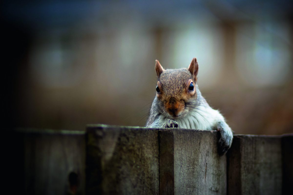 Household damage due to grey squirrels is on the rise - Vimarsana News