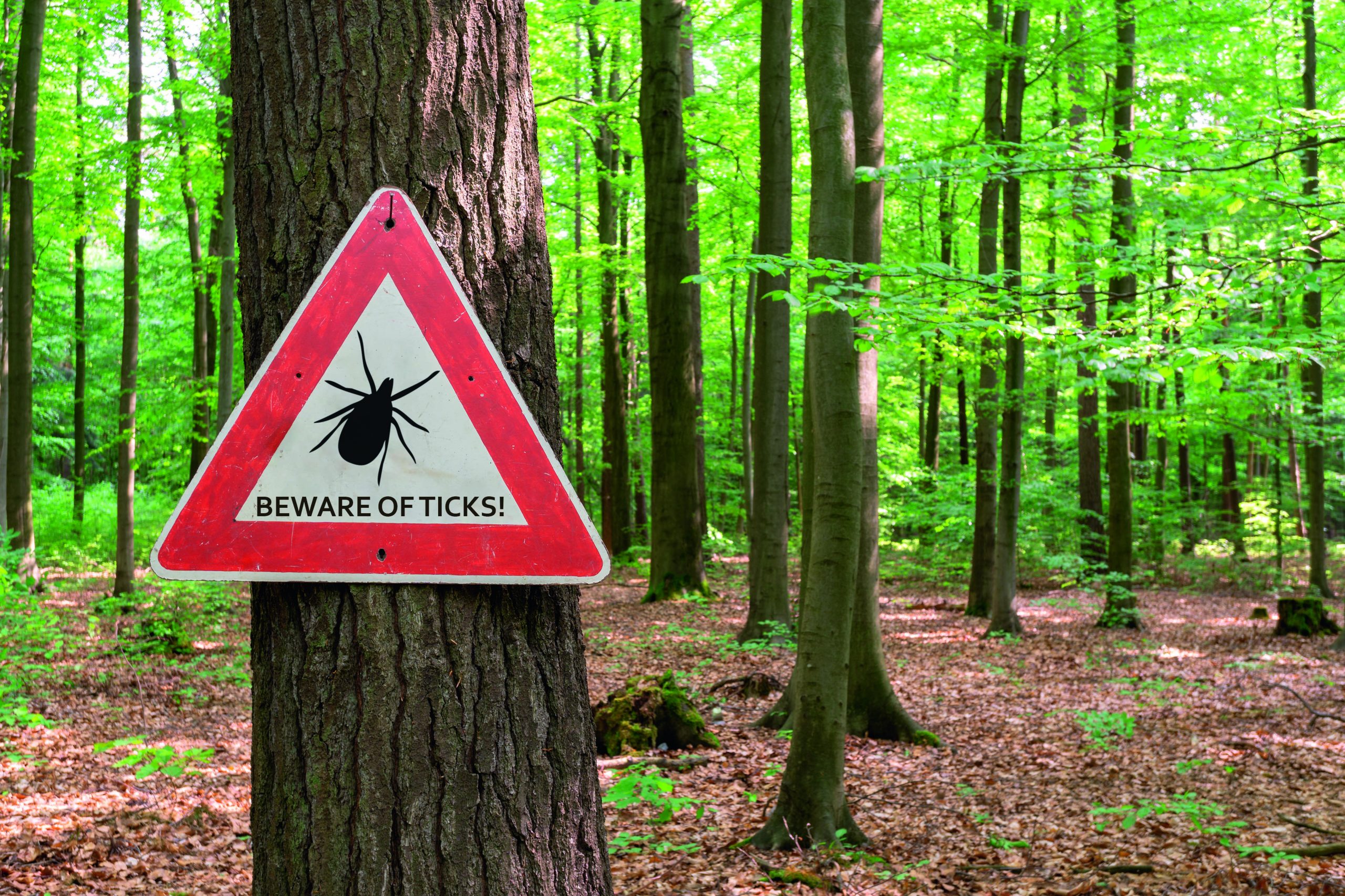 Tick-borne encephalitis case confirmed in the UK now - Vimarsana News