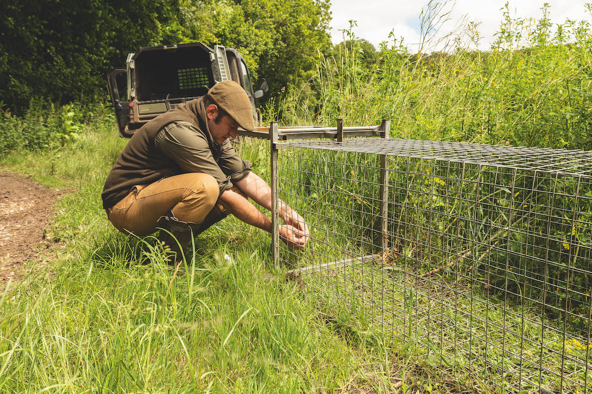 Town foxes and country foxes do they differ at all?