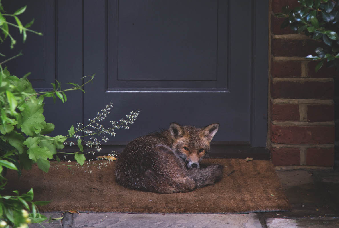 Town foxes and country foxes - do they differ at all? - Vimarsana News