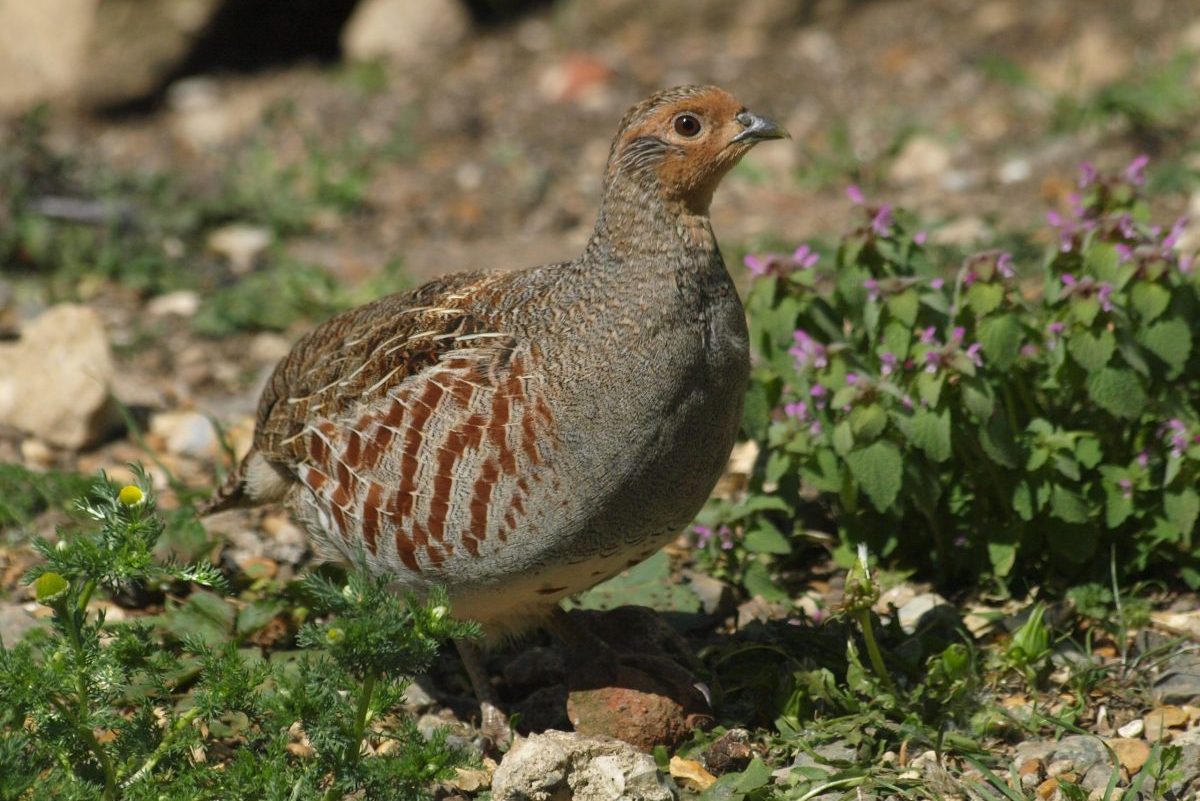 Is farming to blame for Europe-wide bird decline? - Vimarsana News