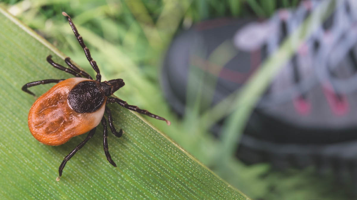 Ticks - waging war on these dangerous parasites and protecting yourself - Vimarsana News
