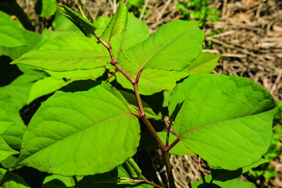 Japanese knotweed - everything you need to know - Vimarsana News