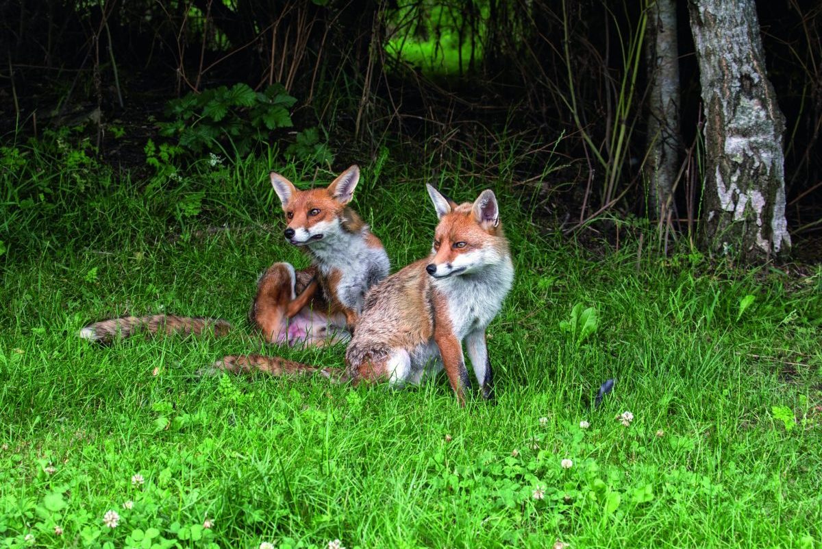 What causes a rise in the fox population? - Vimarsana News