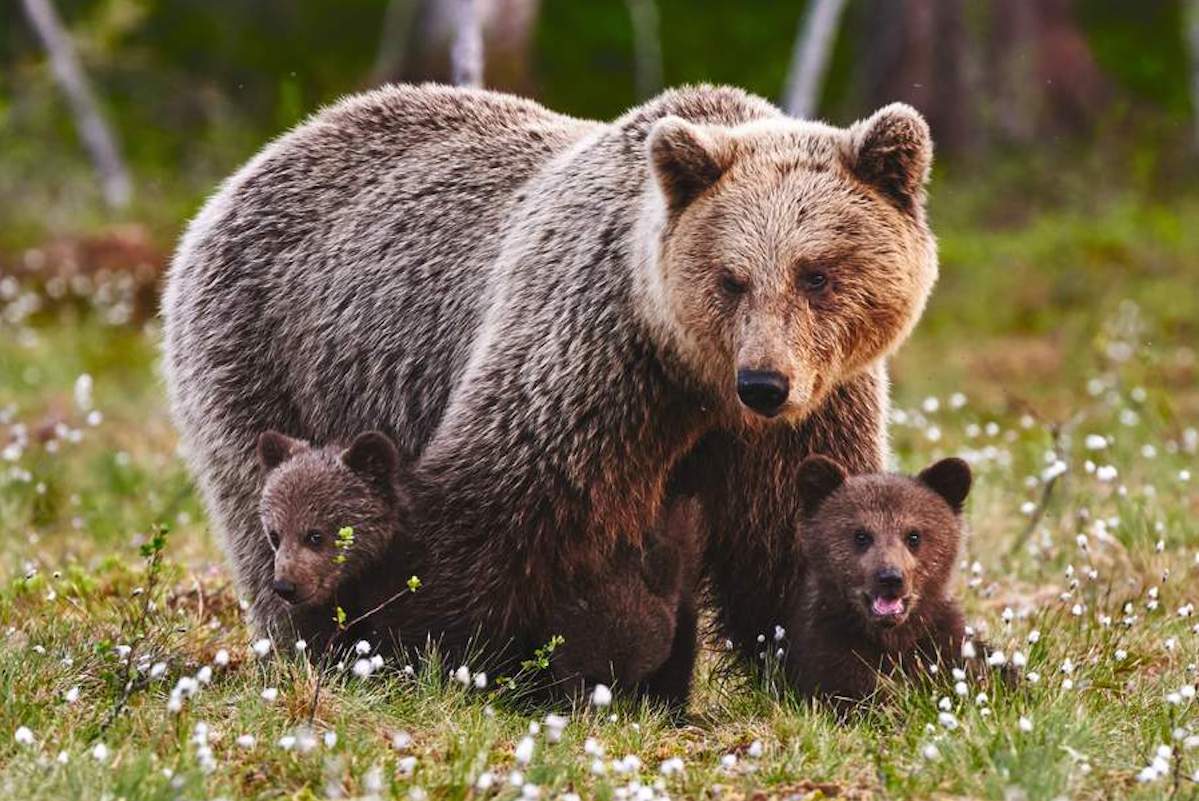 Killer facts about apex predators and rewilding - Vimarsana News