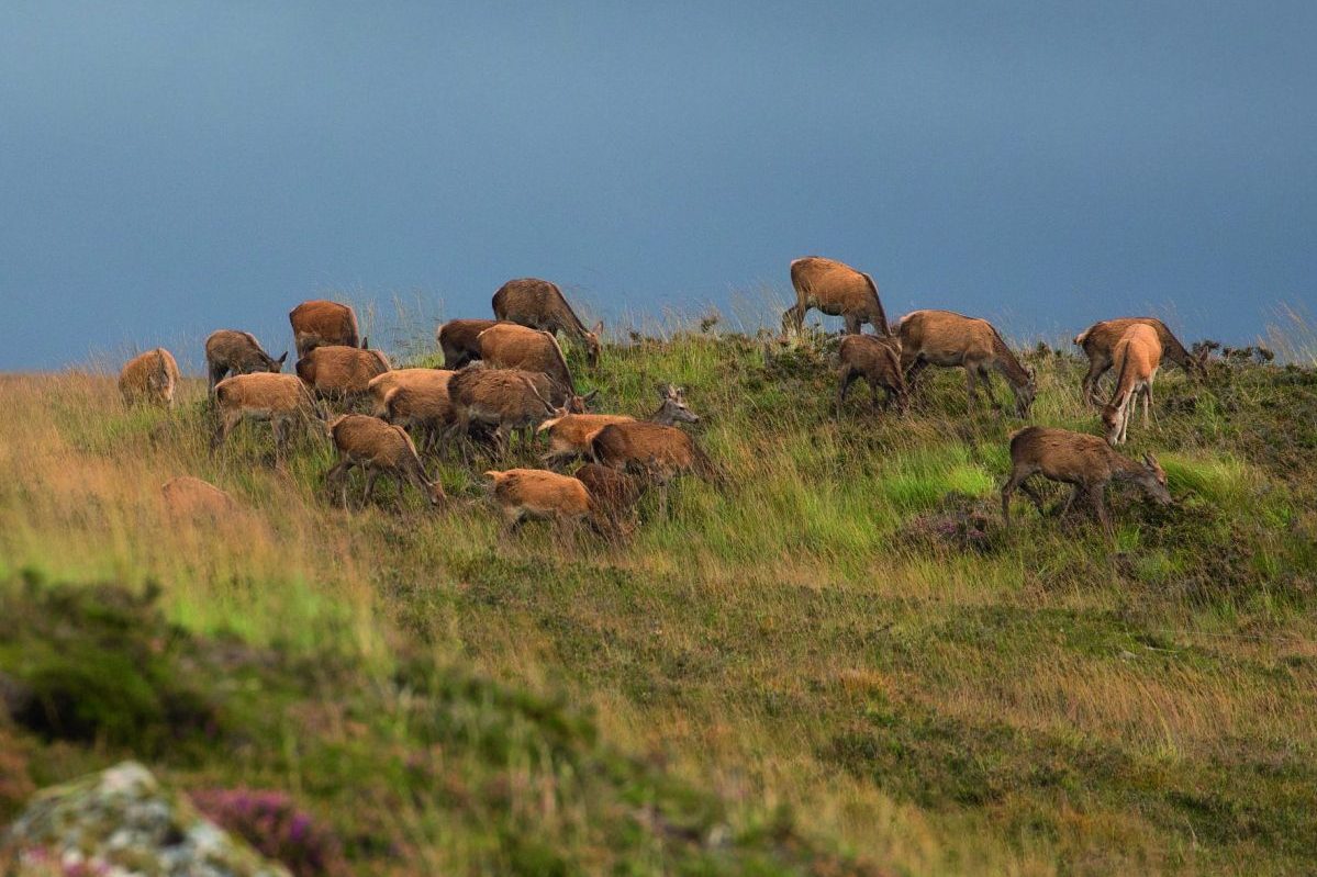 Scottish deer cull targets are 'nonsense', say stalkers - Vimarsana News