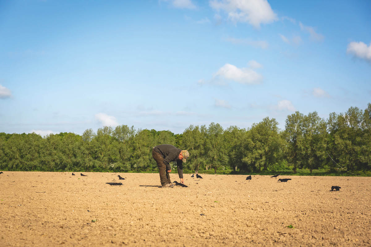 Decoying crows feasting on a maize field - Vimarsana News