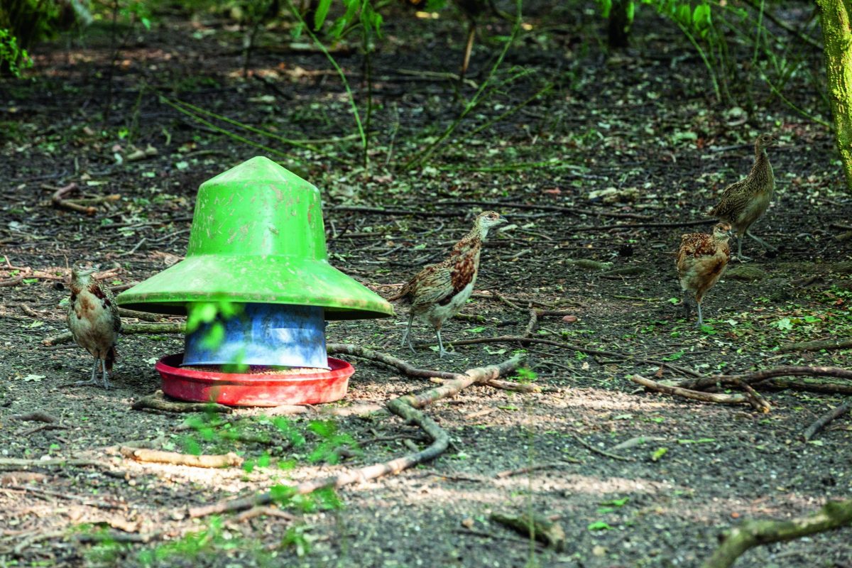 Bird flu concerns stay mostly in background - Vimarsana News