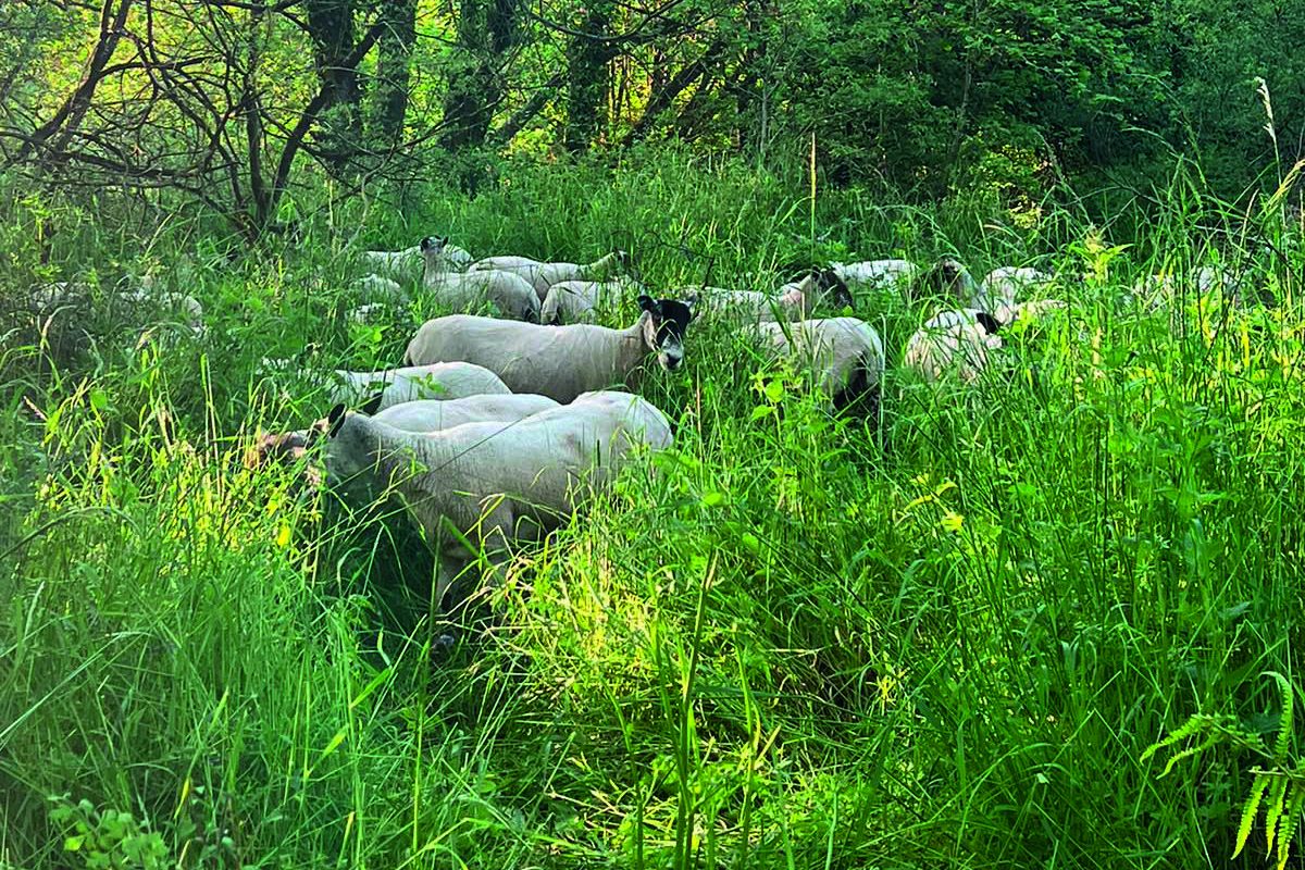 Using livestock for conservation - Shooting UK - Vimarsana News