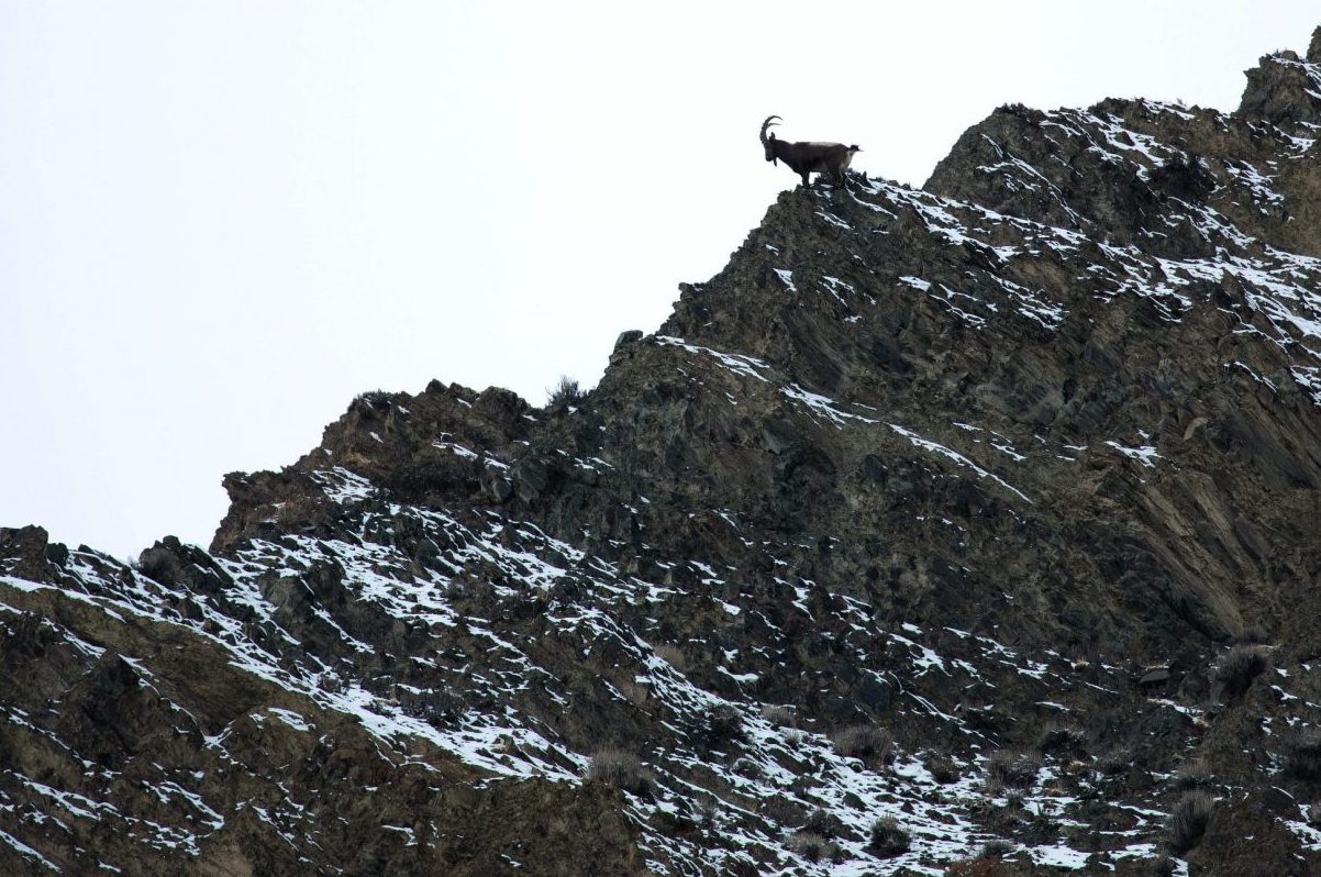 Stalking ibex in the Himalayas - Shooting UK - Vimarsana News