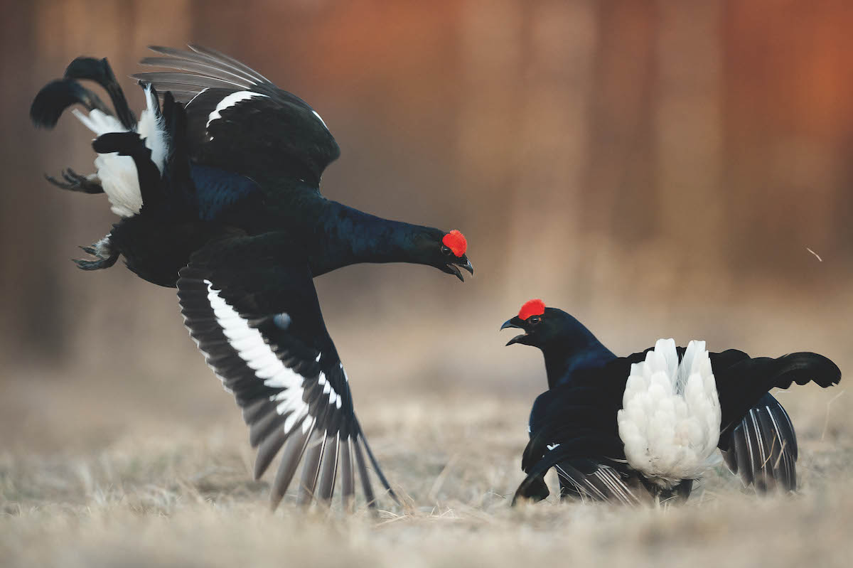 News this week: Is bird flu the new normal? Plus shooting rights up for grabs - Vimarsana News