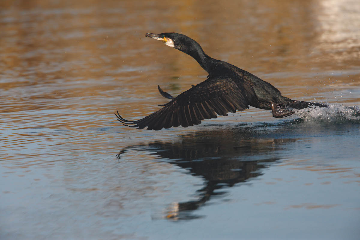 The case against cormorants - Shooting UK - Vimarsana News