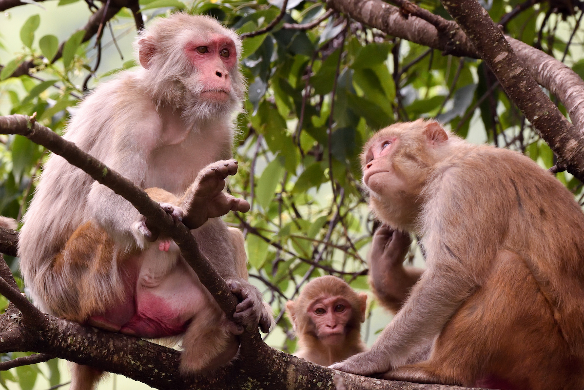 Monkey business between Sri Lanka and China put on hold - Vimarsana News