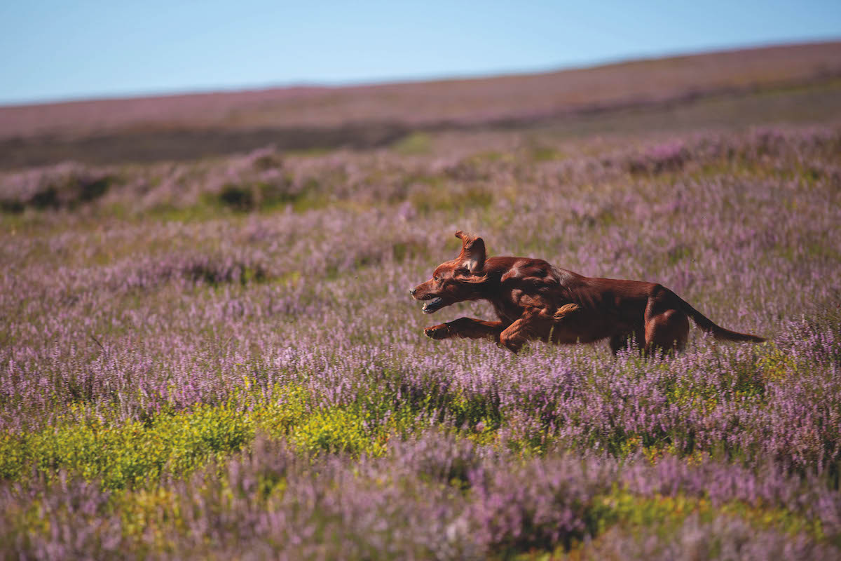 Results of the Pointer and Setter Champion Stake 2023 on Bollihope Moor, Co Durham Results of the Pointer and Setter Champion Stake 2023 on Bollihope Moor, Co Durham