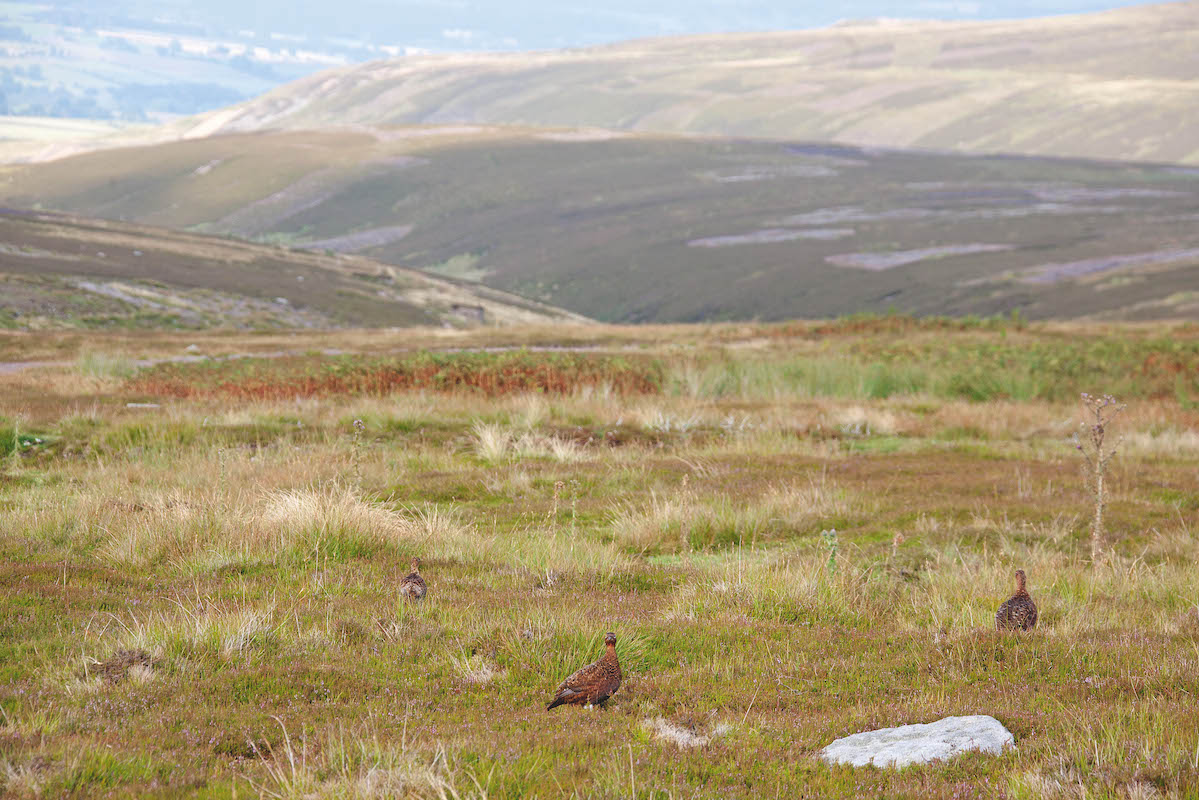 Grouse numbers - how are they looking? - Vimarsana News