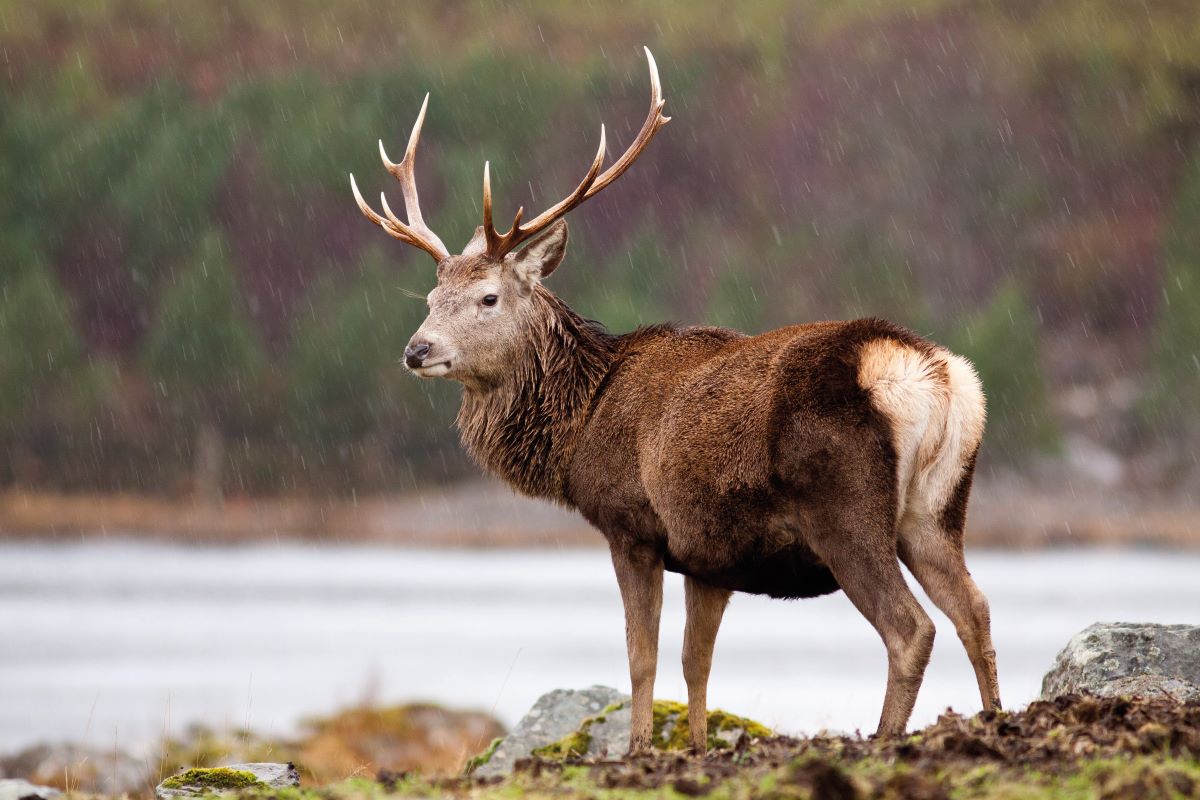 Scottish government is wasting a 'national asset' warns vice chairman of Scottish Gamekeepers Association - Vimarsana News