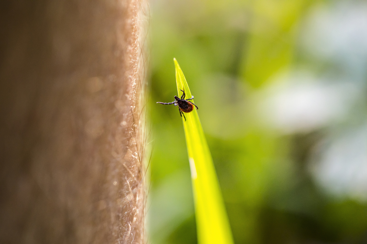 Ticks back in the lymelight - Shooting UK - Vimarsana News