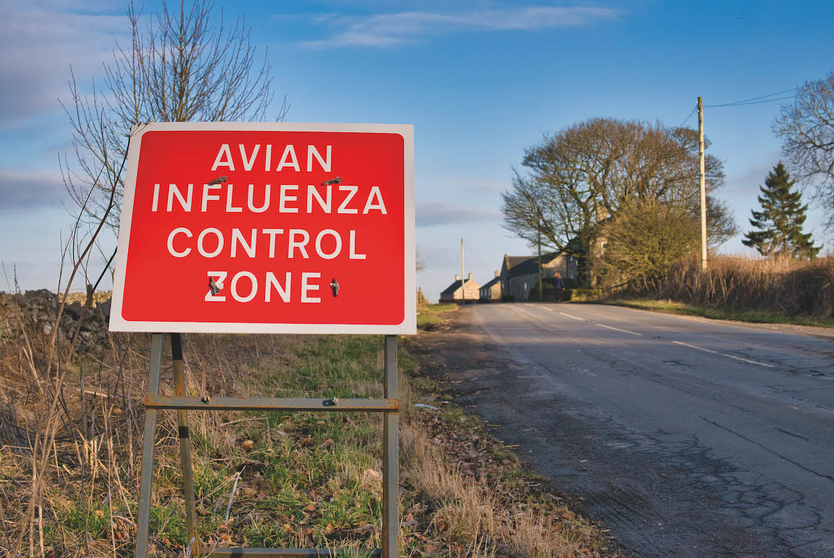 Pheasants culled following avian influenza outbreak - Vimarsana News