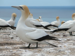 Australasian Gannet
