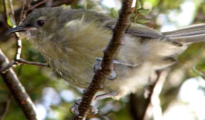 Bellbird