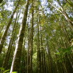 Kauri trees Kauri trees