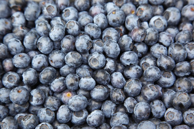 Freshly harvested blueberries are pictur