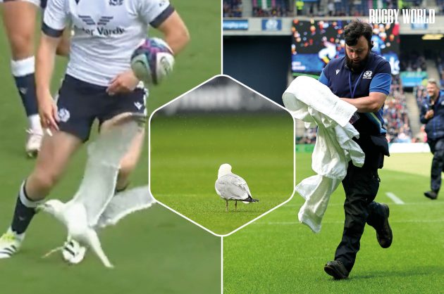 Seagull Scotland v Italy